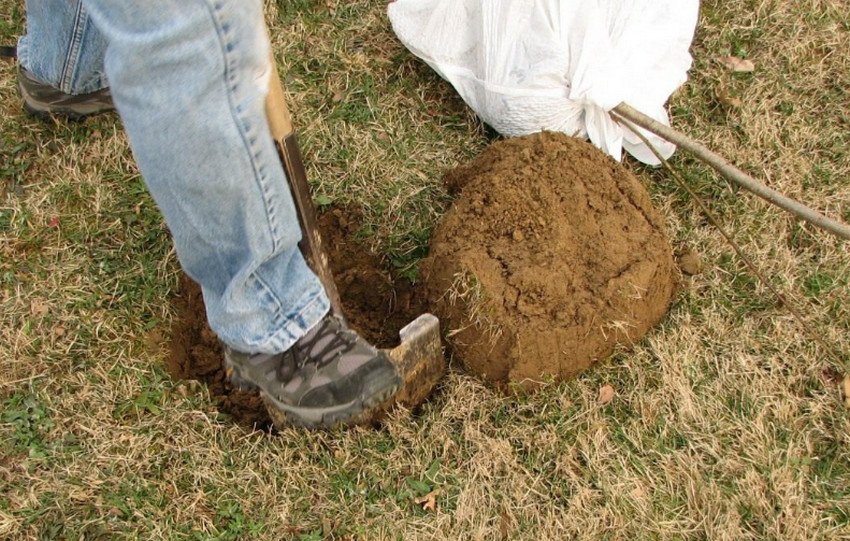 Посадка груші