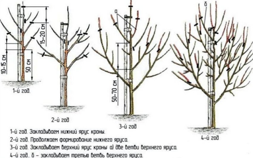 Обрізання груші