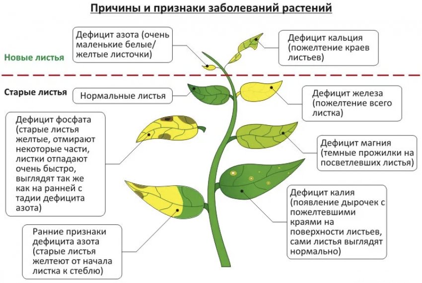 Як визначити дефіцит добрив за зовнішнім виглядом груші Як визначити дефіцит добрив за зовнішнім виглядом груші