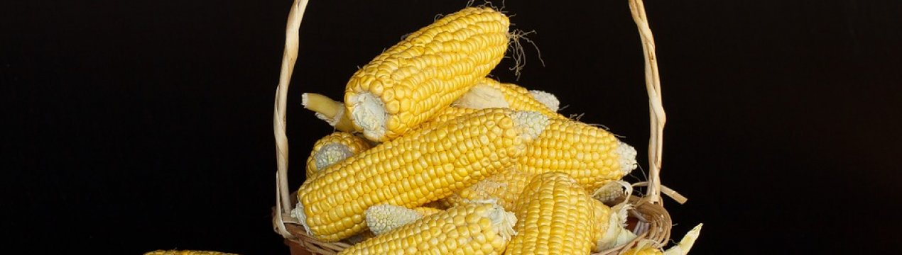 Кукурудзяний крохмаль потіснить картопляний на ринках України