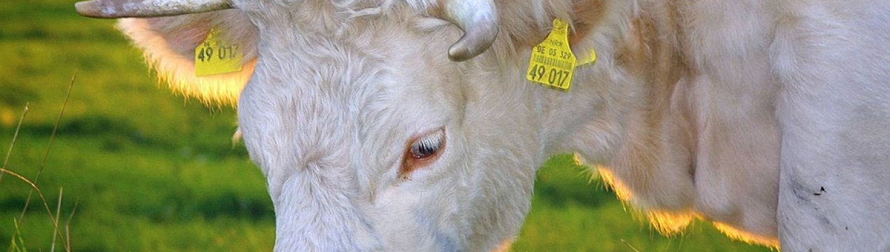 Європейці нададуть фінансову допомогу молочним фермам Донецької області