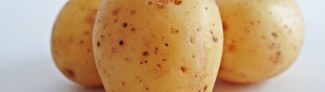 Вирощувати картоплю зарубіжної селекції в Україні стане вигідно