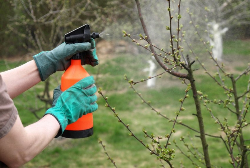 Опрыскивание дерева вишни от грибковых болезней