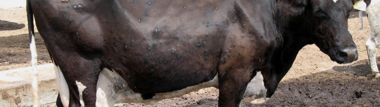 Як лікувати нодулярний дерматит у корів