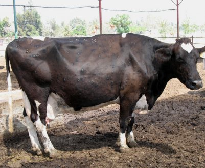 Як лікувати нодулярний дерматит у корів