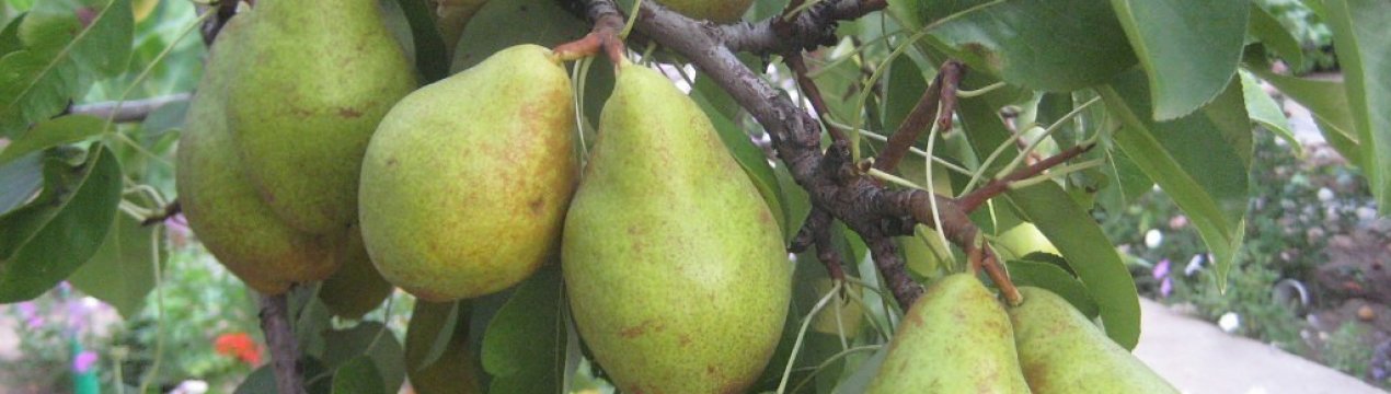 Груша Бере Зимняя Описание Сорта Фото Отзывы