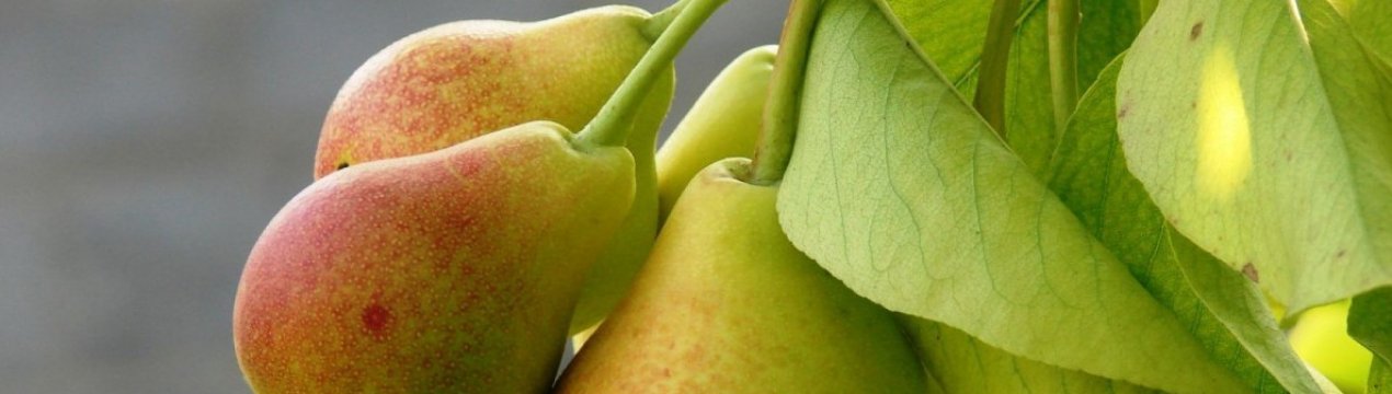 Особливості вирощування та догляду за грушею сорту Вікторія