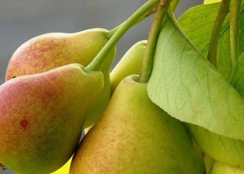 Особенности выращивания и ухода за грушей сорта Виктория