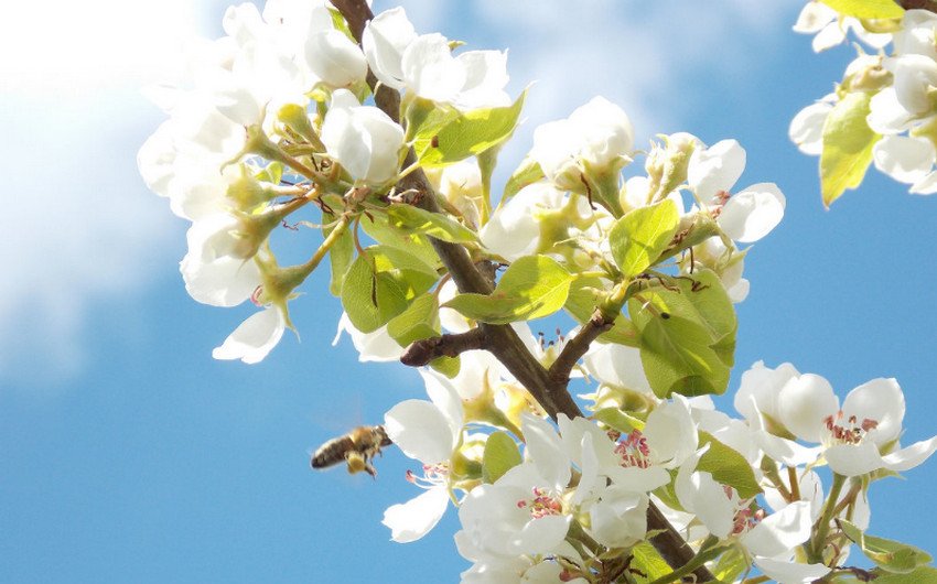 Квітуча груша