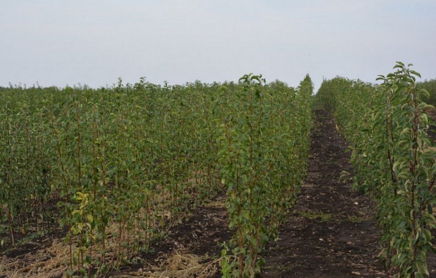 Груша Вікторія