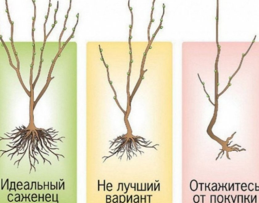 Саженцы Саженцы