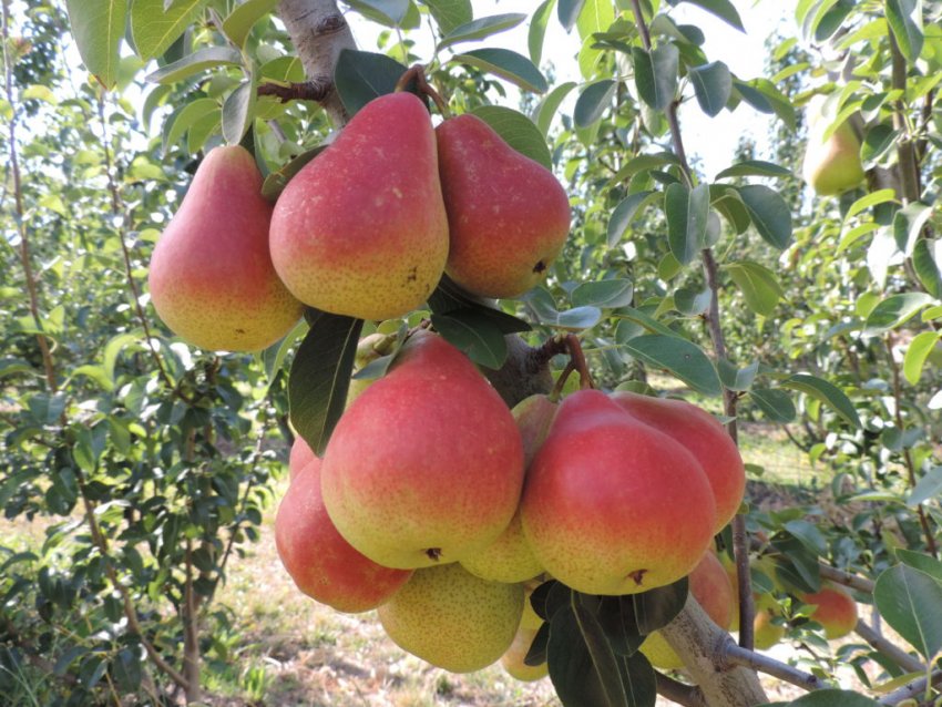 Груша Сапфіра Груша Сапфіра