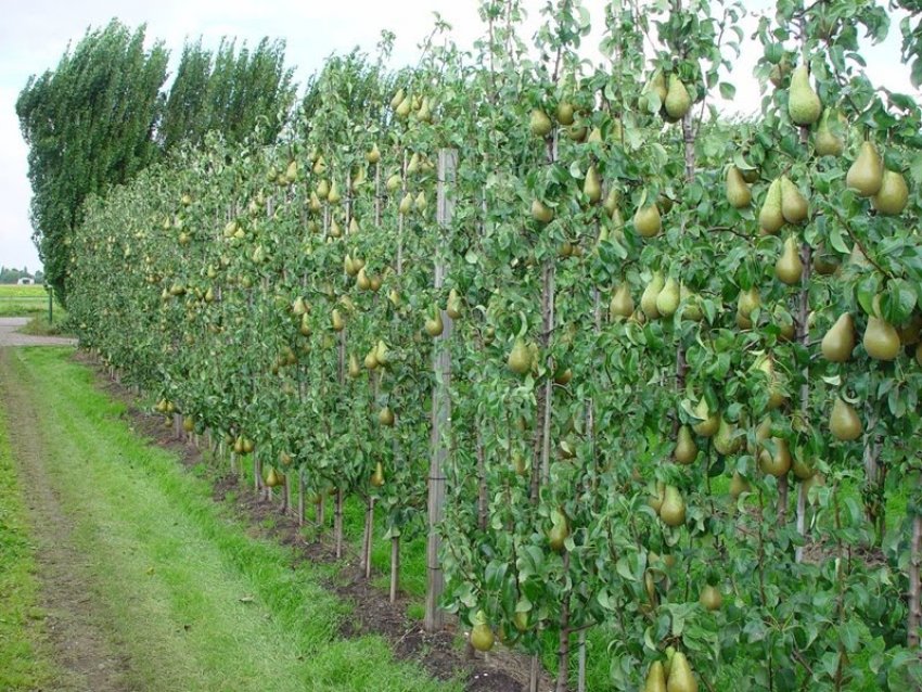 Колоновидні груші сорту Сапфіра Колоновидні груші сорту Сапфіра