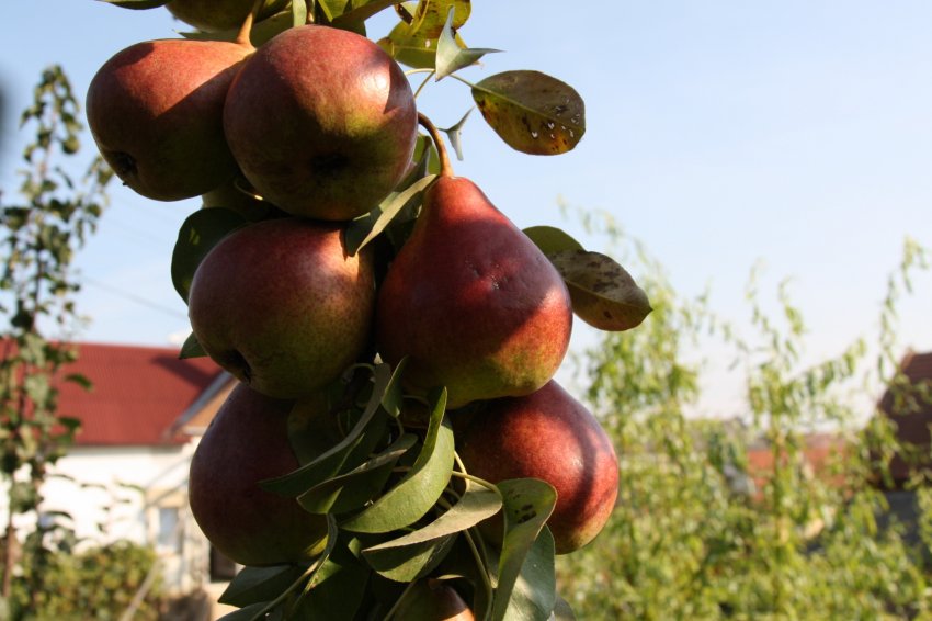 Урожай колоновидної груші Сапфіра Урожай колоновидної груші Сапфіра