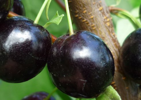 Особливості сливово-вишневого гібрида