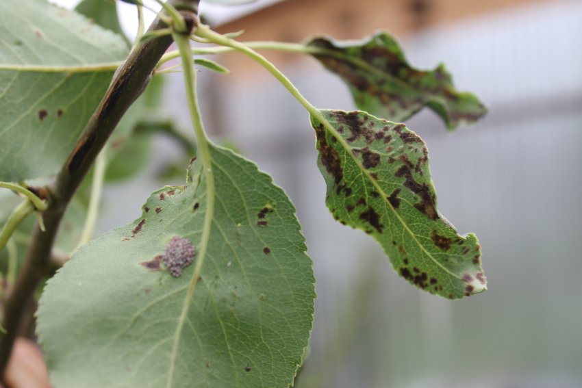 Бура плямистість на листках груші Бура плямистість на листках груші