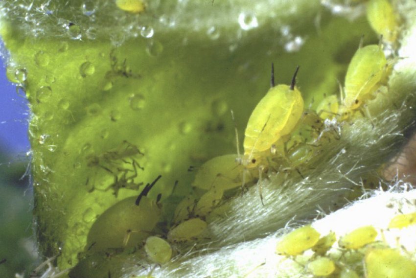 Зелена грушево-зонтична попелиця Зелена грушево-зонтична попелиця