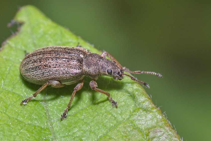 Листової грушевий довгоносик Листової грушевий довгоносик