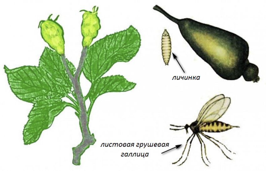 Листова грушева галиця Листова грушева галиця