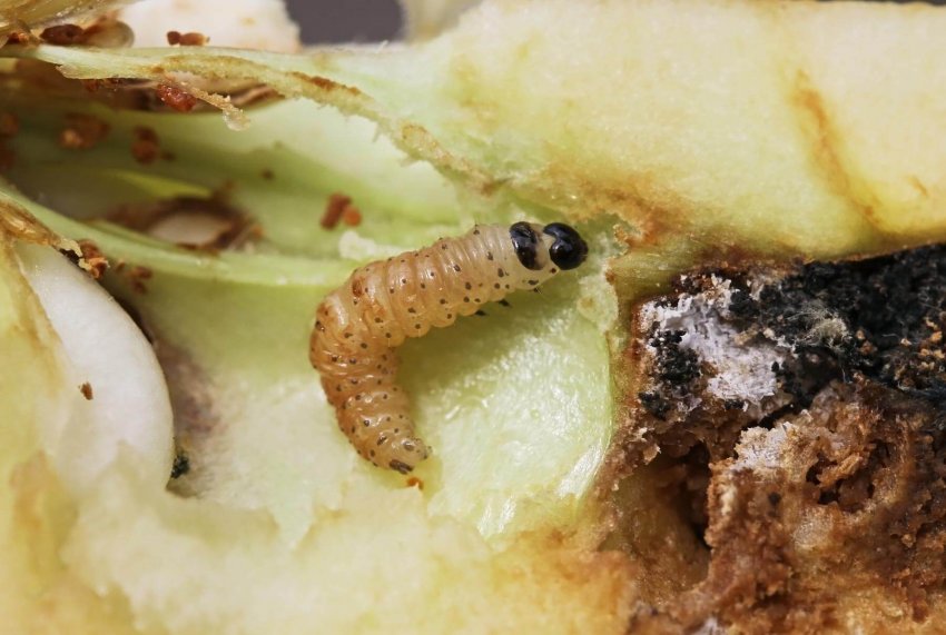 Грушева плодожерка Грушева плодожерка