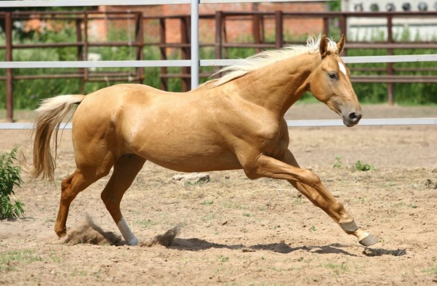 Ахалтекінська порода коней Ахалтекінська порода коней