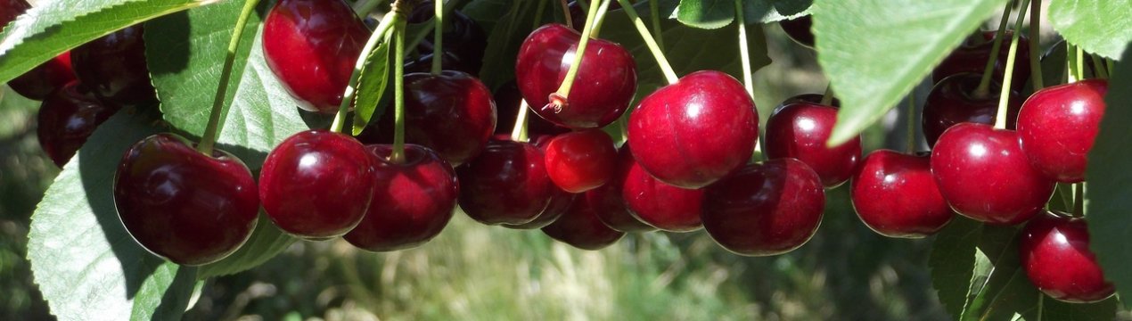 Особливості посадки і подальшого догляду за вишнею Норд Стар