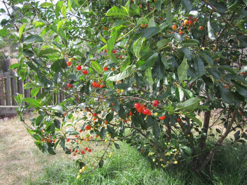Вишневе дерево Норд Стар Вишневе дерево Норд Стар