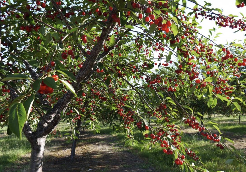 Вишня Норд Стар Вишня Норд Стар