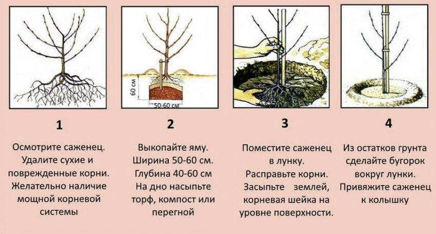 Інструкція посадки вишні Інструкція посадки вишні