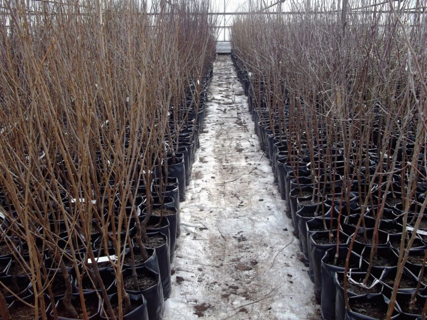 Саджанці груші Саджанці груші