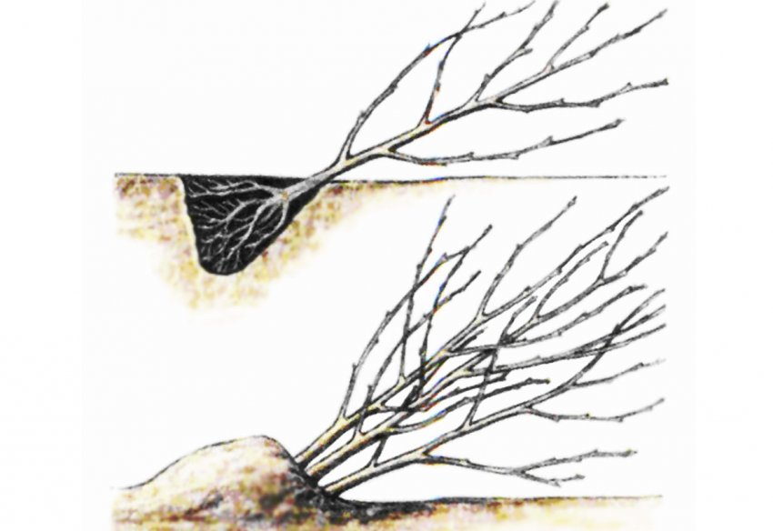 Прикопка вишні Прикопка вишні