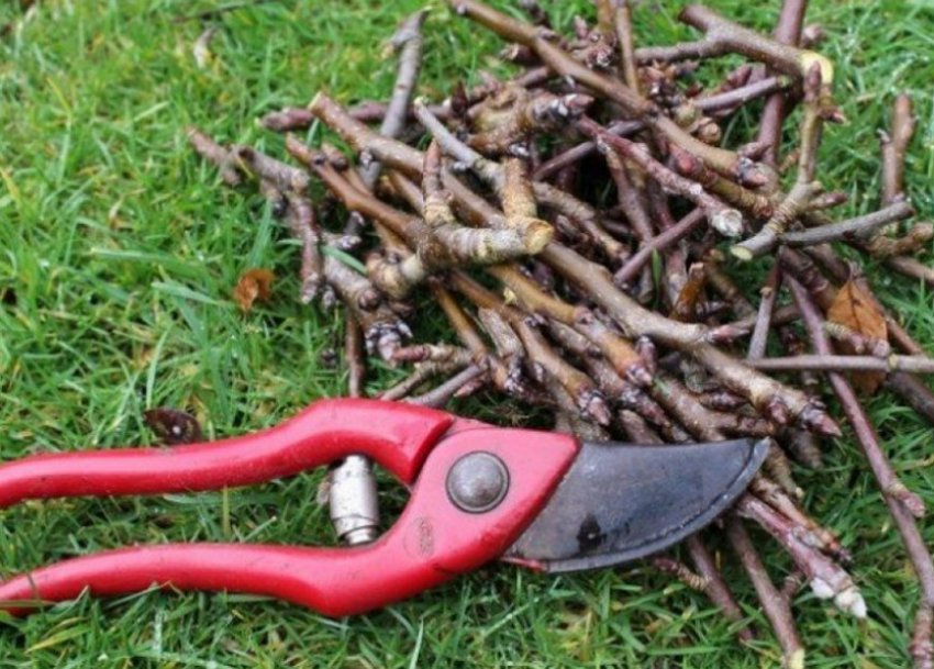 Обрізка деревоподібної вишні