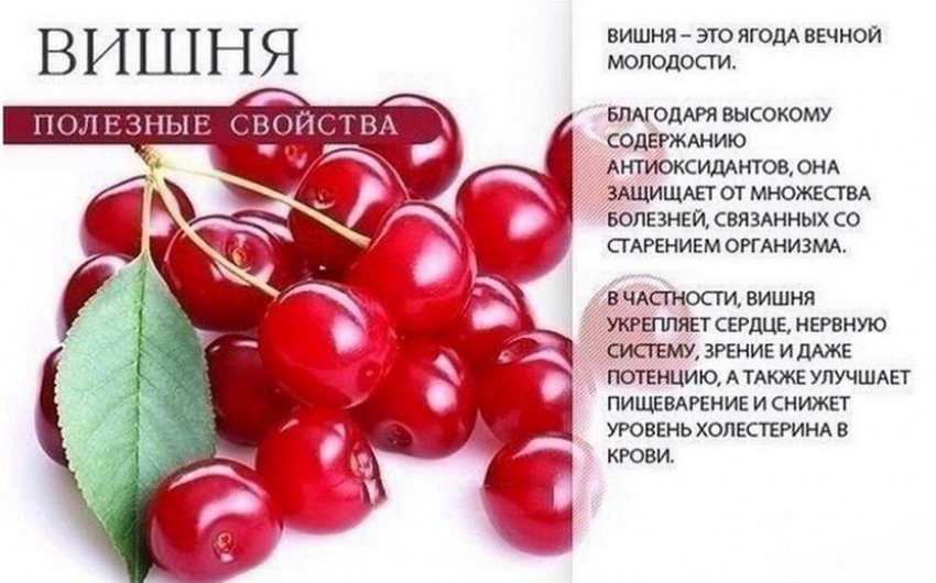 Полезные свойства вишни