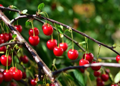 Особливості вирощування та догляду за вишнею степовою