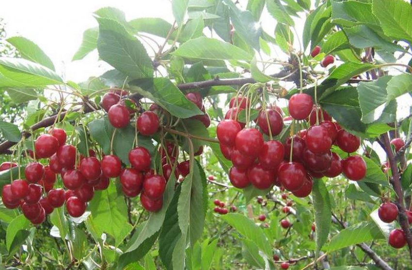 Вишня Пам[1]ять Єнікєєва дає ранній урожай солодких ароматних ягід