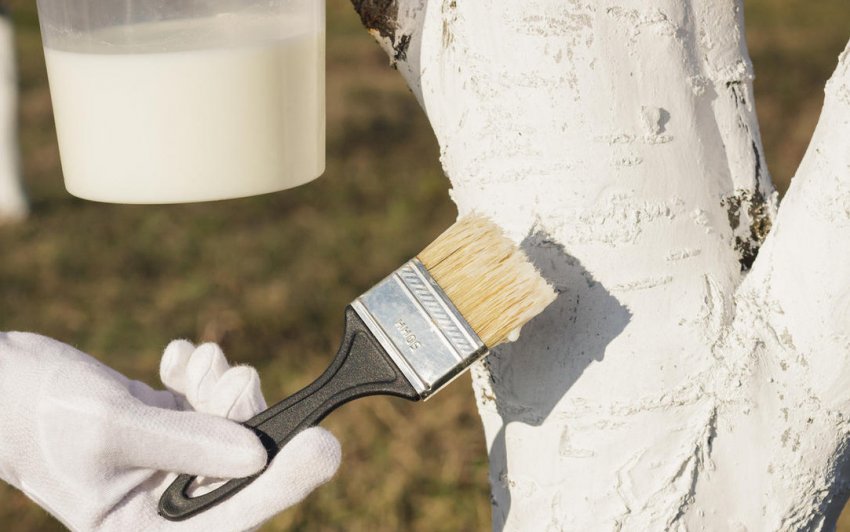 Побілка дерева