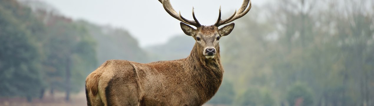 Ямальських оленів переведуть на експериментальні умови утримання