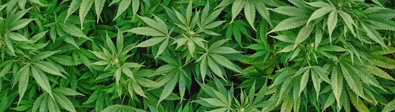 Курганские аграрії займуться виробництвом конопель на привабливих умовах»