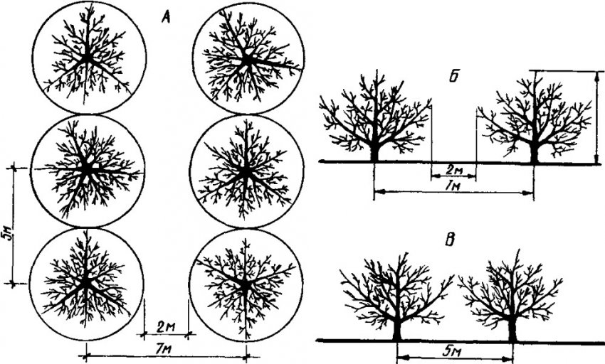 Схема розташування груш при посадці Схема розташування груш при посадці