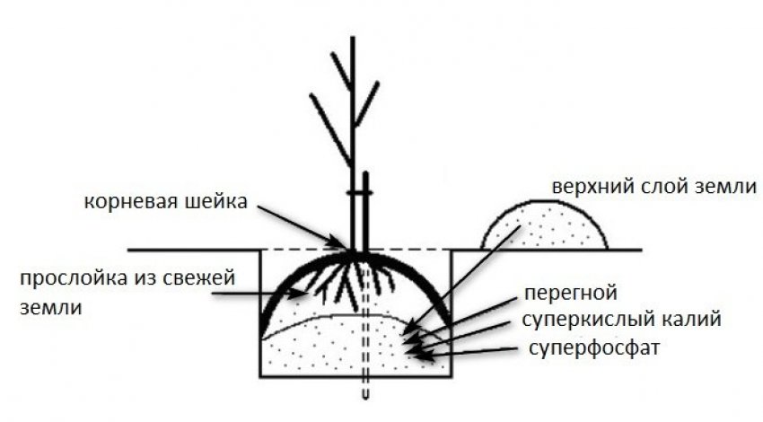 Схема посадки саджанця вишні Схема посадки саджанця вишні