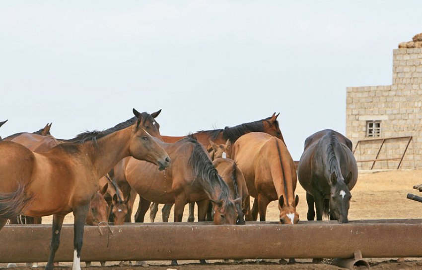 Ахалтекінці п`ють воду Ахалтекінці п`ють воду