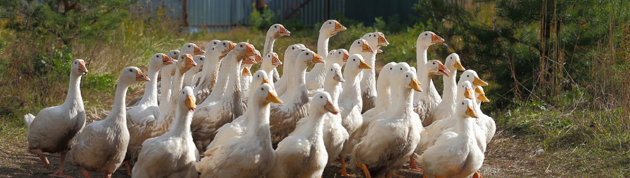 Французька качка стар 53