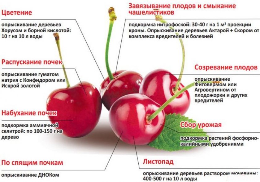 Поэтапное удобрение и обработка вишни Поэтапное удобрение и обработка вишни