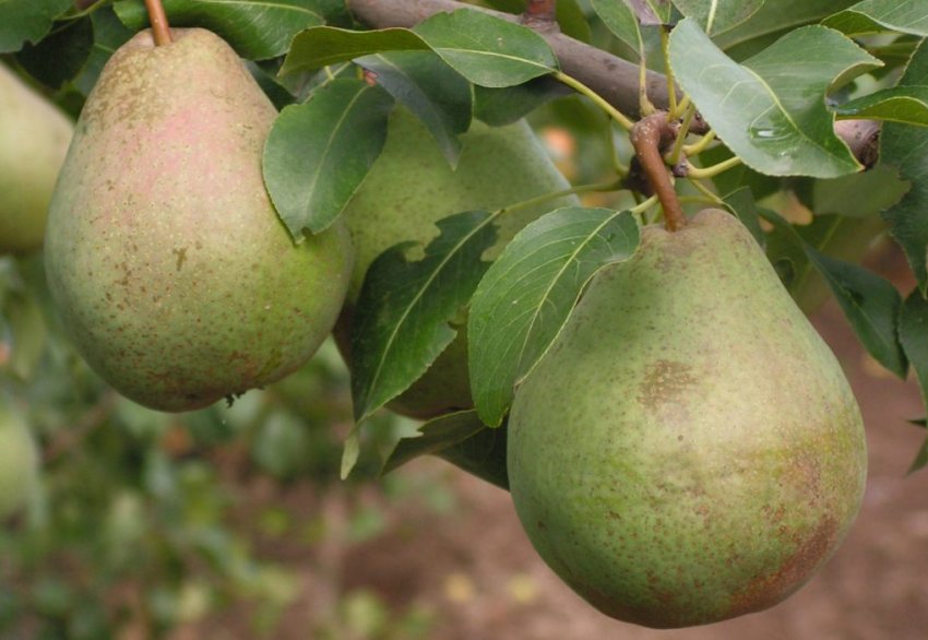 Груша Білоруська пізня