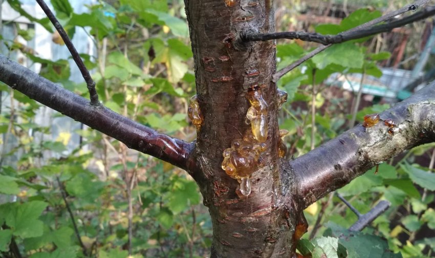 Смола на вишнёвом дереве: причины появления, способы лечения,профилактические методы