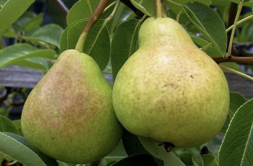 Груша сорту Велеса