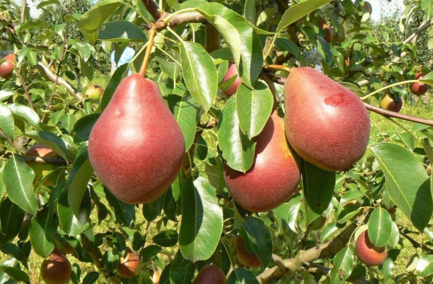 Груша сорту Ошатна Єфімова