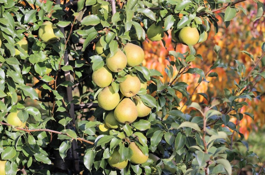 Груша Білоруська пізня