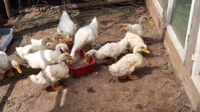 Качки стар 53