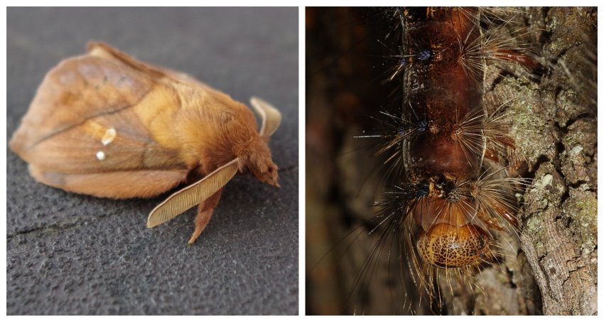 Бабочка шелкопряда и гусеница
